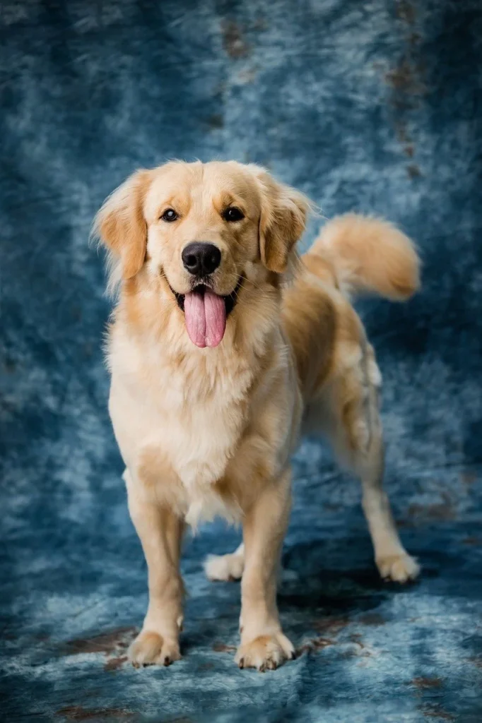 Labrador