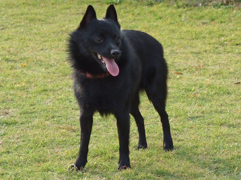 Melyik kutya él a legtovább? Az élmezőnyben a schipperke fajta